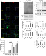 Phospho-alpha Synuclein (Ser129) Antibody in Immunocytochemistry (ICC/IF)