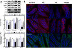 Claudin 1 Antibody in Western Blot, Immunohistochemistry (WB, IHC)