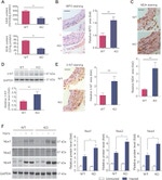 Myeloperoxidase Antibody in Immunohistochemistry (IHC)