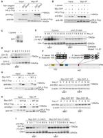 Chk1 Antibody in Western Blot (WB)