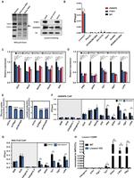 PTBP1 Antibody in Immunoprecipitation (IP)