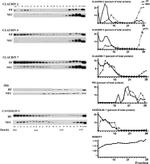 Claudin 7 Antibody in Western Blot (WB)