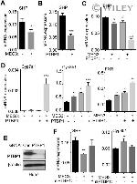 PTBP1 Antibody in Western Blot (WB)