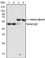 Human Serum Albumin Antibody in Western Blot (WB)