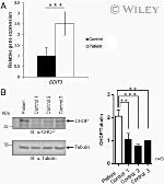 CHOP Antibody in Western Blot (WB)