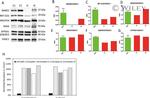 WARS2 Antibody in Western Blot (WB)