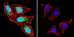 iNOS Antibody in Immunocytochemistry (ICC/IF)