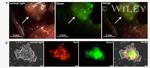 CD326 (EpCAM) Antibody in Immunocytochemistry (ICC/IF)