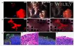 CD326 (EpCAM) Antibody in Immunocytochemistry (ICC/IF)