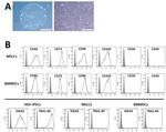 CD105 (Endoglin) Antibody in Flow Cytometry (Flow)