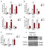 Caspase 3 Antibody in Western Blot (WB)