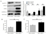 ALDH1A1 Antibody in Western Blot (WB)