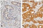 CLCA1 Antibody in Immunohistochemistry (IHC)