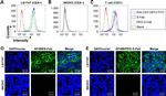 CD3 Antibody in Flow Cytometry (Flow)