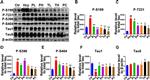 Phospho-Tau (Ser199) Antibody in Western Blot (WB)