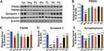 Synaptophysin Antibody in Western Blot (WB)