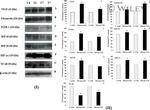 NFkB p50 Antibody in Western Blot (WB)