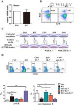 CD43 Antibody in Flow Cytometry (Flow)