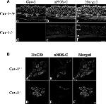 nNOS Antibody in Immunocytochemistry (ICC/IF)