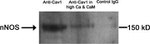 nNOS Antibody in Western Blot (WB)