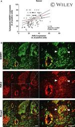 EBP50 Antibody in Immunohistochemistry (Paraffin) (IHC (P))