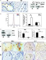 ROR gamma (t) Antibody in Immunohistochemistry (Frozen), Flow Cytometry (IHC (F), Flow)