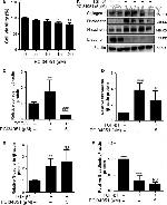 Fibronectin Antibody in Western Blot (WB)