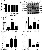 Fibronectin Antibody in Western Blot (WB)