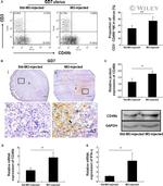 CD3e Antibody in Flow Cytometry (Flow)