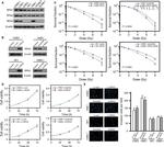 RPA14 Antibody in Western Blot (WB)