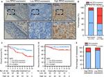 RPA14 Antibody in Immunohistochemistry (Paraffin) (IHC (P))