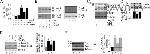 LOX Antibody in Western Blot (WB)