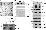 LMAN1 Antibody in Western Blot (WB)