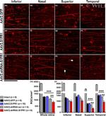 S1P1 Antibody in Immunohistochemistry (Frozen) (IHC (F))