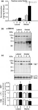 alpha Tubulin Antibody in Western Blot (WB)