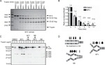 HSP90 alpha Antibody in Western Blot (WB)