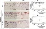 iNOS Antibody in Immunohistochemistry (Paraffin) (IHC (P))