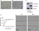 Actin Antibody in Western Blot (WB)