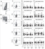 CD8 Antibody in Flow Cytometry (Flow)