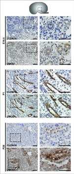 Claudin 16 Antibody in Immunohistochemistry (IHC)