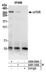 mTOR Antibody in Western Blot (WB)