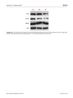 mTOR Antibody in Western Blot (WB)