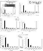 p19ARF Antibody in ChIP Assay (ChIP)