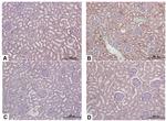 HIF-2 alpha Antibody in Immunohistochemistry (Paraffin) (IHC (P))