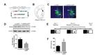 RGS4 Antibody in Western Blot (WB)