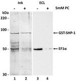 EEF1A1 Antibody in Western Blot (WB)