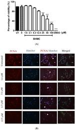 PCNA Antibody in Immunocytochemistry (ICC/IF)