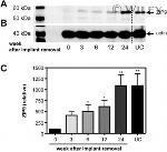 SLC39A9 Antibody in Western Blot (WB)