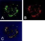 mtHSP70 Antibody in Immunocytochemistry (ICC/IF)