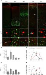 nNOS Antibody in Immunocytochemistry (ICC/IF)